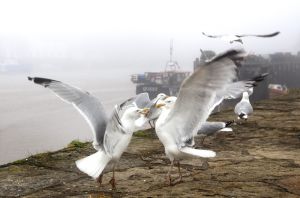 whitby seagulls sm.jpg